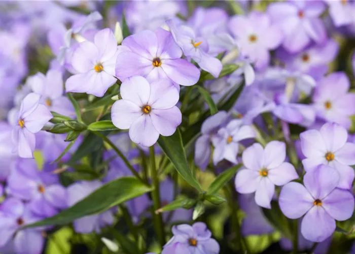 Phlox paniculata 'Blue Boy'