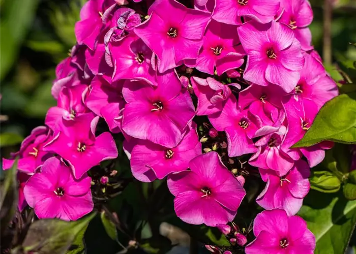 Phlox paniculata 'Düsterlohe'