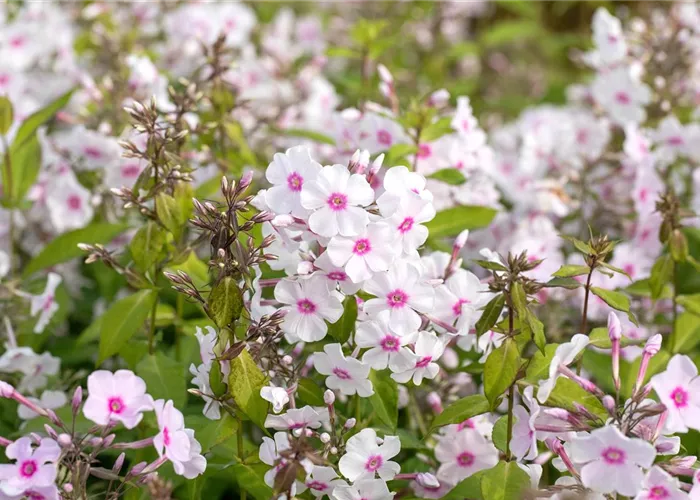 Phlox paniculata 'Europa'