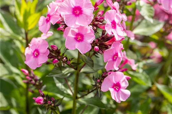 Hohe Garten-Flammenblume 'Landhochzeit'