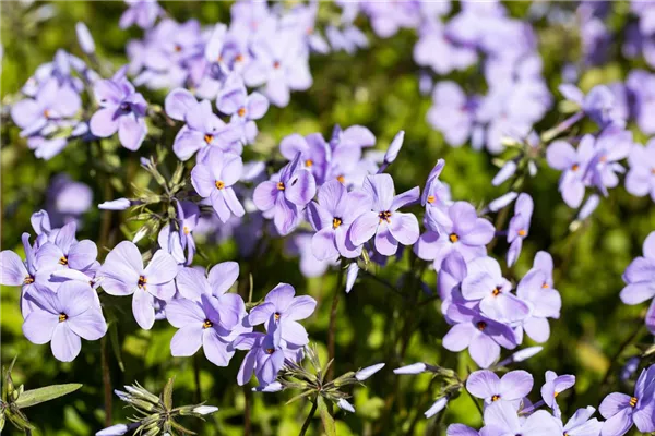 Wander-Phlox 'Blue Ridge'