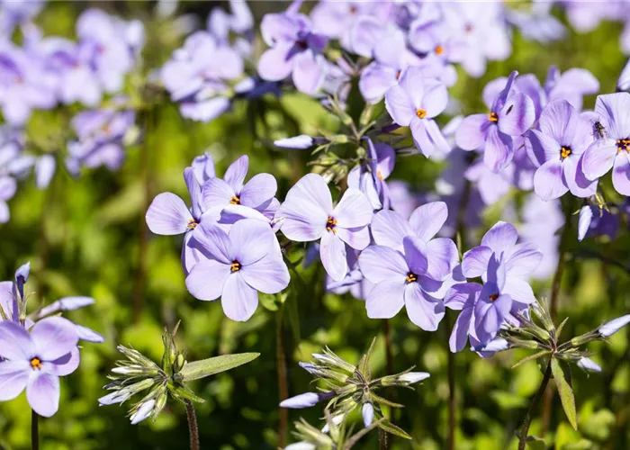 Phlox stolonifera 'Blue Ridge'