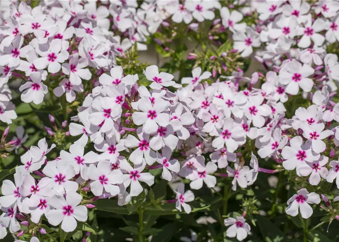 Phlox subulata 'Amazing Grace'