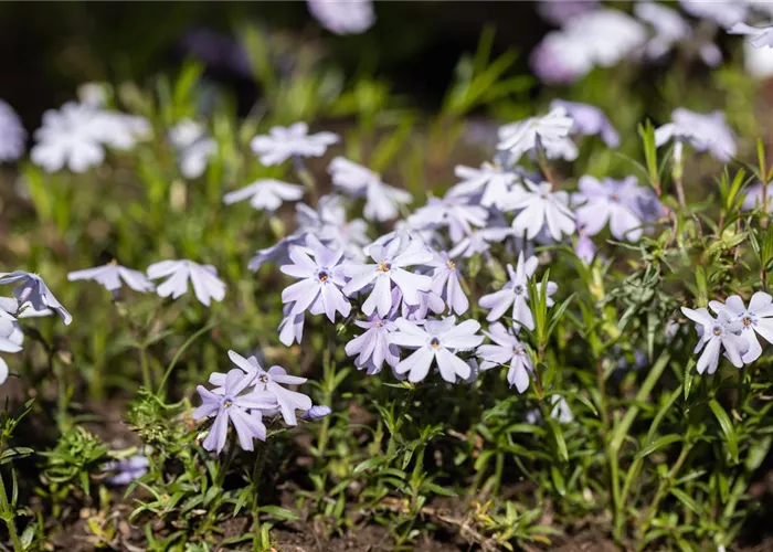 Phlox subulata 'Benita'