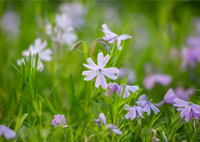 Phlox subulata 'G.F.Wilson'