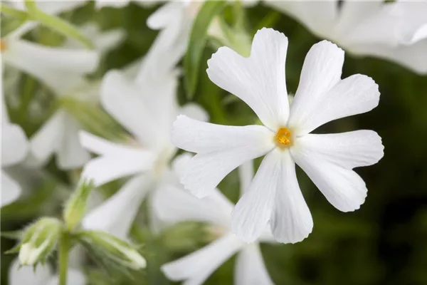 Garten-Teppich-Flammenblume 'Maischnee'