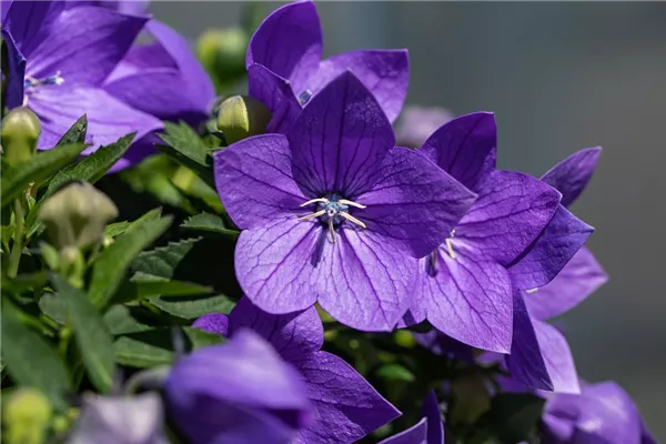 Großblütige Garten-Ballonblume 'Fuji Blue'
