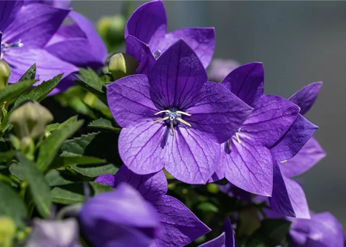 Platycodon grandiflorus 'Fuji Blue'