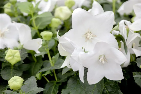Großblütige Garten-Ballonblume 'Fuji White'