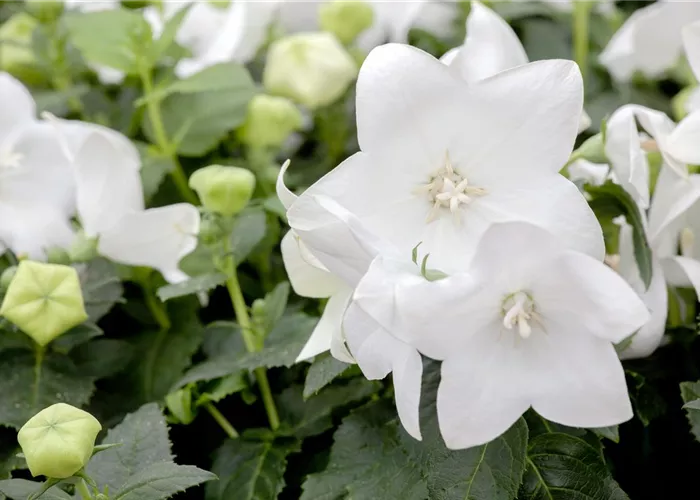 Platycodon grandiflorus 'Fuji White'