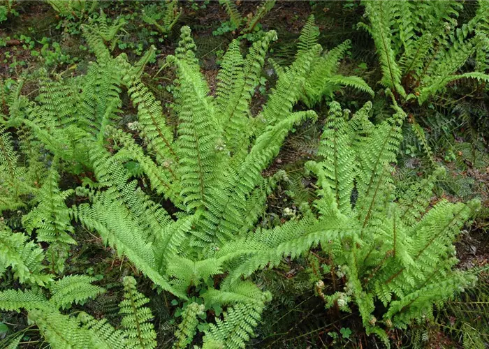 Polystichum setifer.'Prolif.Herrenhausen'