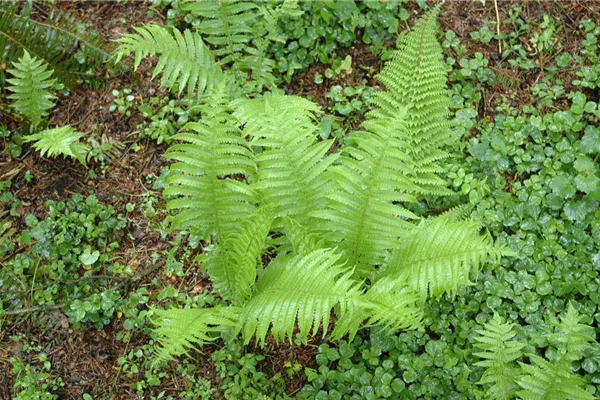 Flacher Filigranfarn 'Prolif.Dahlem'