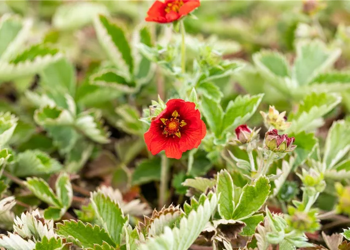 Potentilla atrosanguinea