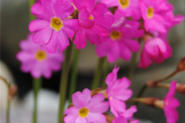 Garten-Rosen-Schlüsselblume 'Gigas'