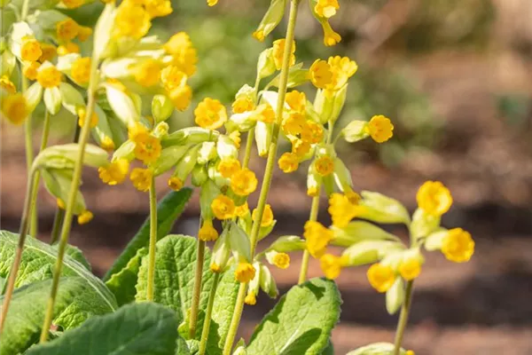Garten-Schlüsselblume
