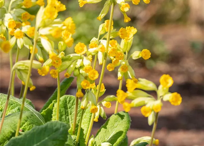 Primula veris ssp.veris