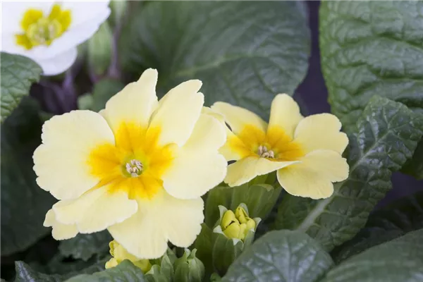 Garten-Teppich-Primel