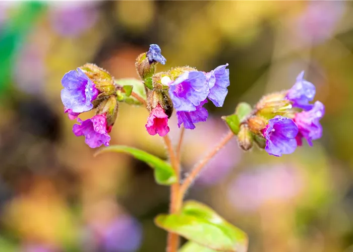 Pulmonaria dacica 'Azurea'