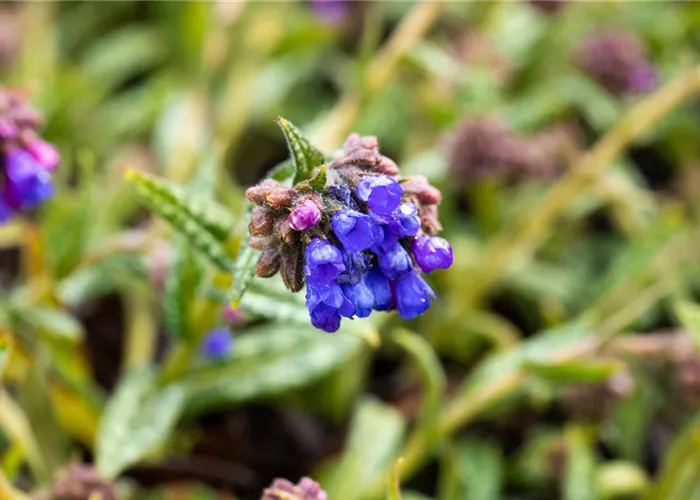 Pulmonaria dacica 'Blaues Meer'