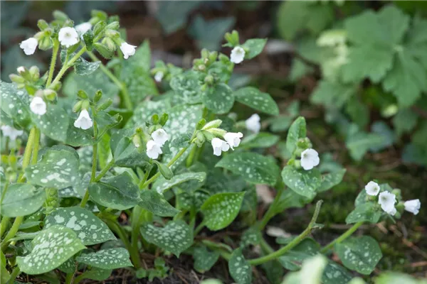 Kleingeflecktes Garten-Lungenkraut 'Sissinghurst White'