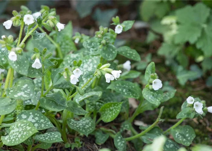 Pulmonaria officinalis 'Sissinghurst White'