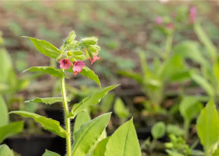 Pulmonaria rubra