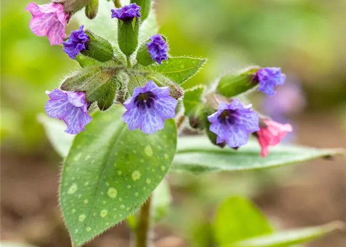 Pulmonaria saccharata 'Trevi Fountain'-R-