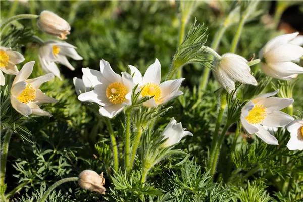 Weißblühende Garten-Kuhschelle 'Alba'