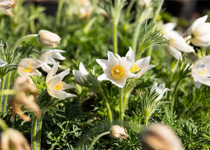 Pulsatilla vulgaris 'Alba'