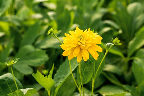 Geschlitztblättriger Sonnenhut 'Goldquelle'
