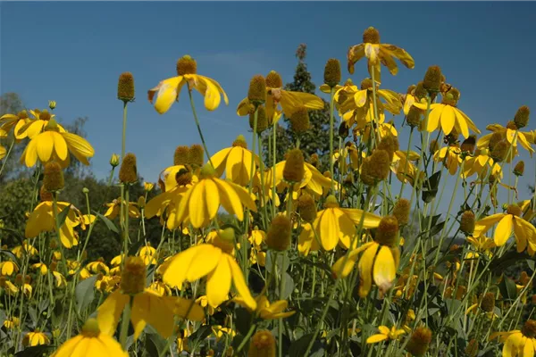 Garten-Fallschirm-Sonnenhut 'Juligold'