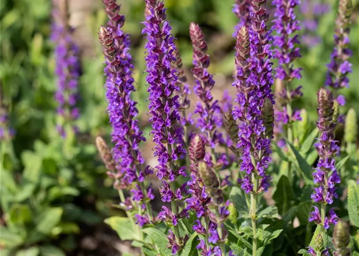 Salvia nemorosa 'Blaukönigin'