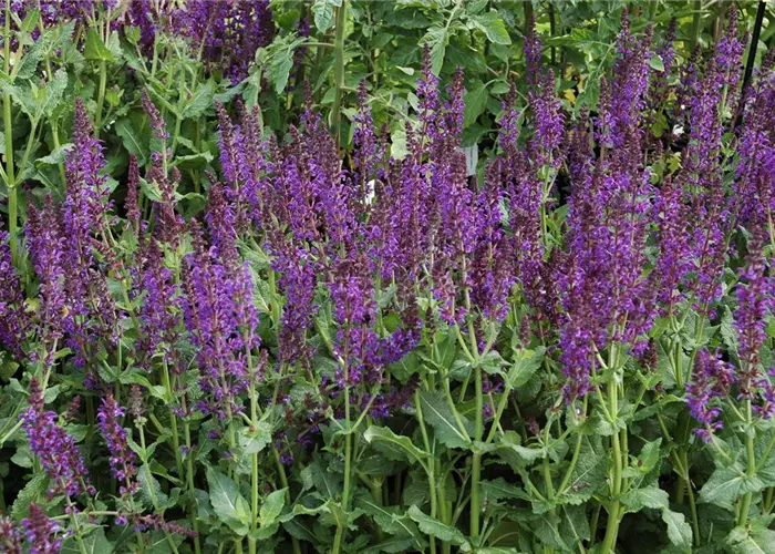 Salvia nemorosa 'Mainacht'