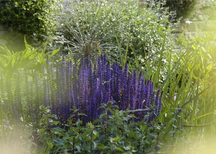 Salvia nemorosa 'Negrito'
