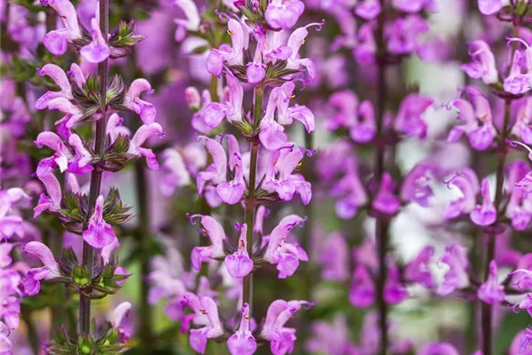 Garten-Blüten-Salbei 'Pink Caradonna'