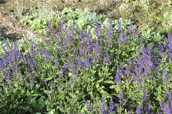 Garten-Salbei