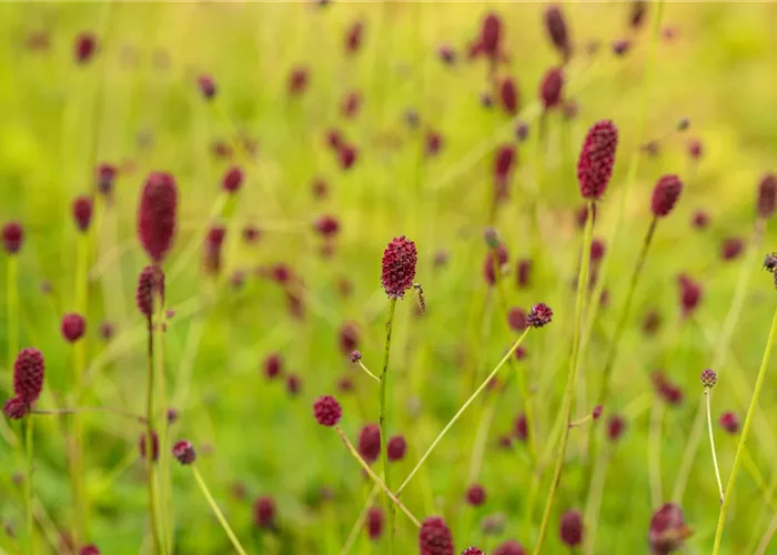 Sanguisorba officinalis 'Tanna'