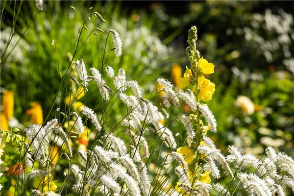 Hoher Garten-Wiesenknopf 'All Time High'