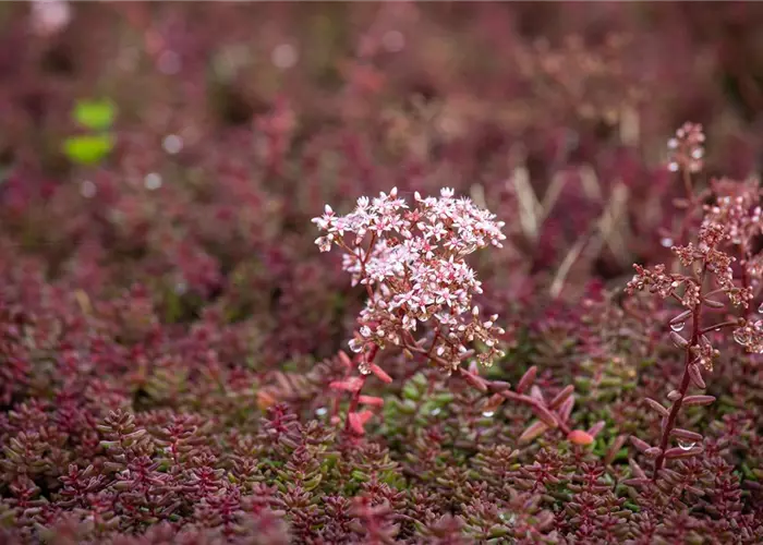 Sedum album 'Murale'