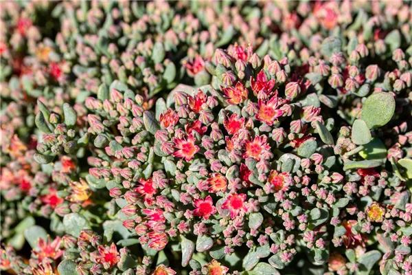 Garten-Fettblatt 'Lidakense'