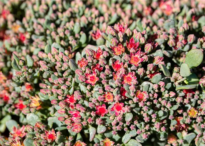 Sedum cauticola 'Lidakense'