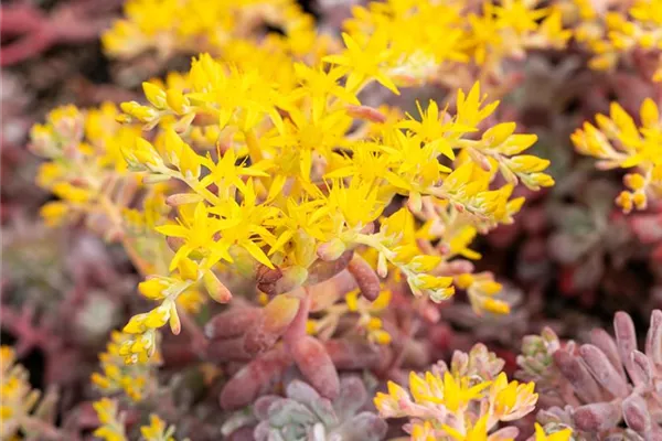 Spatelblättriges Garten-Fettblatt 'Purpureum'