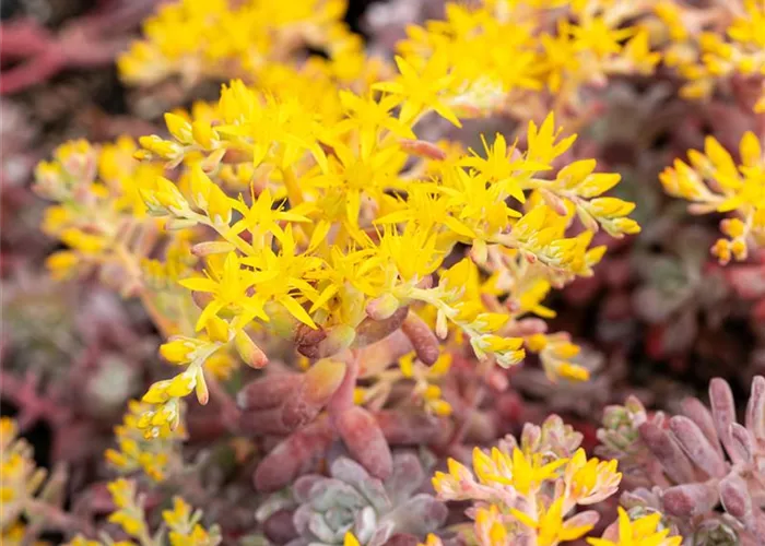 Sedum spathulifolium 'Purpureum'