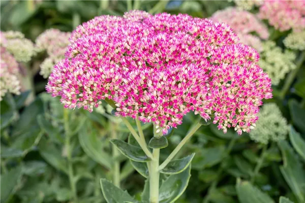 Prächtiges Garten-Fettblatt 'Abendröte'