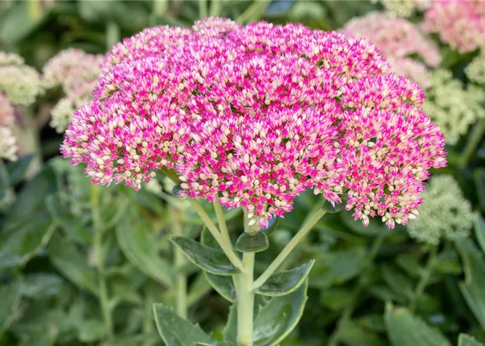 Sedum spectabile 'Abendrot'