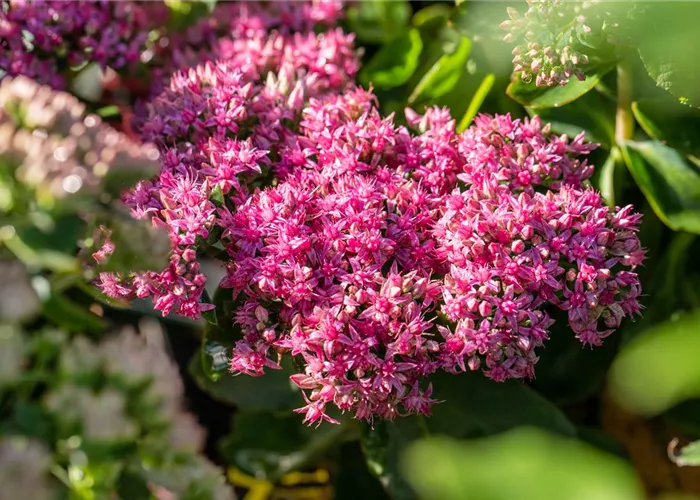 Sedum spectabile 'Carl'