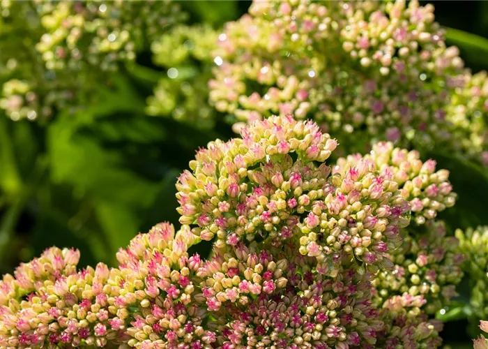 Sedum spectabile 'Brillant'