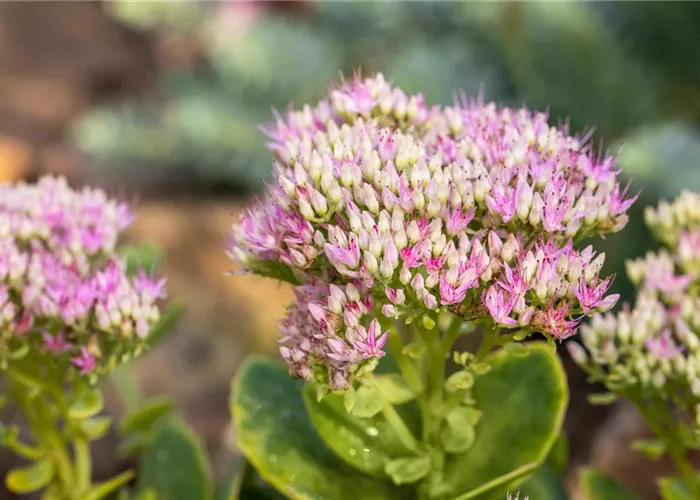 Sedum spectabile 'Carmen'