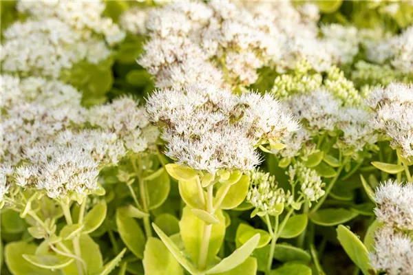 Prächtiges Garten-Fettblatt 'Iceberg'