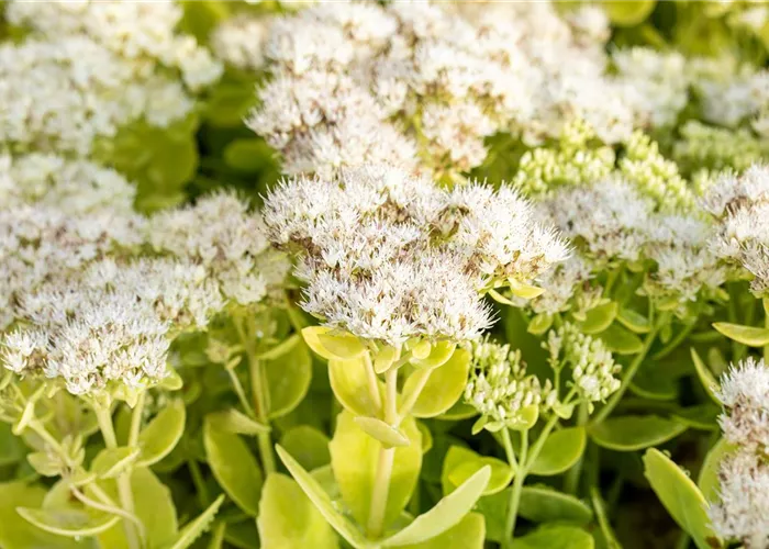 Sedum spectabile 'Iceberg'